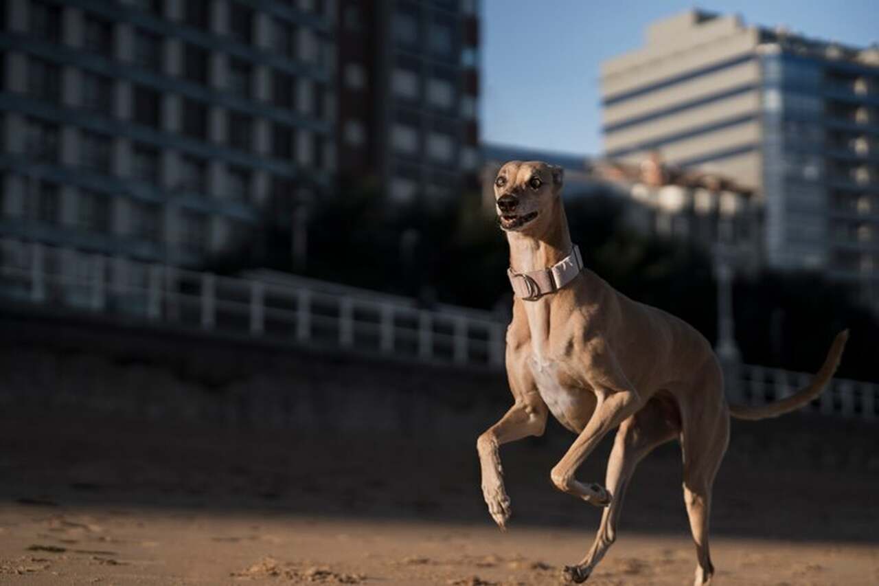 O que é corrida de galgos